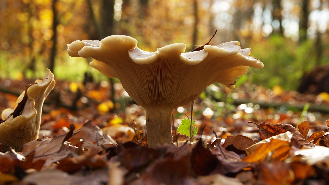 Funnelling Curd Funnel Mushroom - Free photo on Pixabay - Pixabay