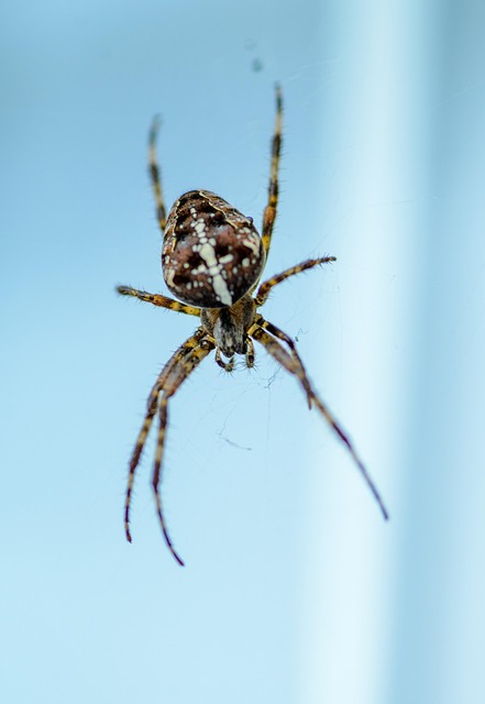 Araña Araneus Cerrar - Foto gratis en Pixabay - Pixabay