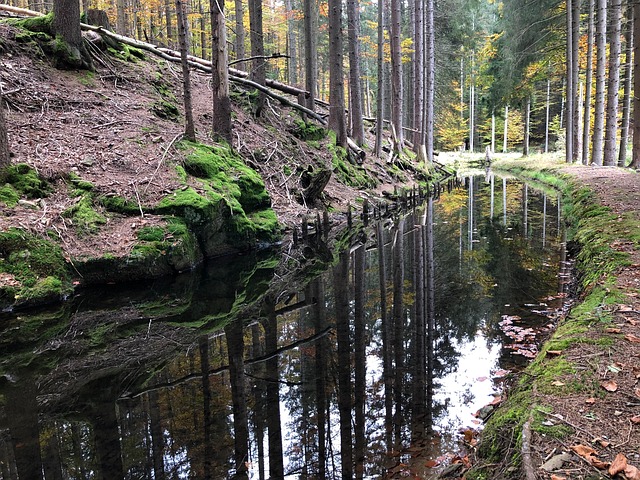 Free Bach Forest photo and picture