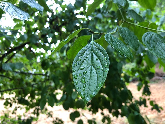 Free Tree Rain photo and picture