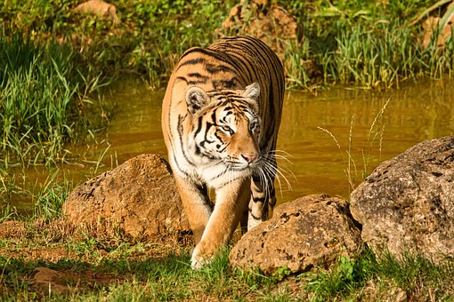 Free Tiger Animal photo and picture