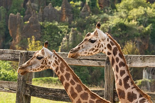 Free Giraffes Animals photo and picture