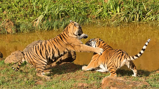 Free Games Tigers photo and picture