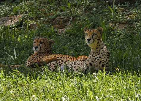 Free Cheetahs Break photo and picture