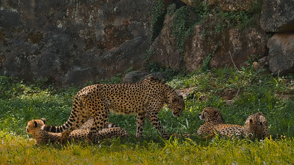 Free Family Cheetahs photo and picture