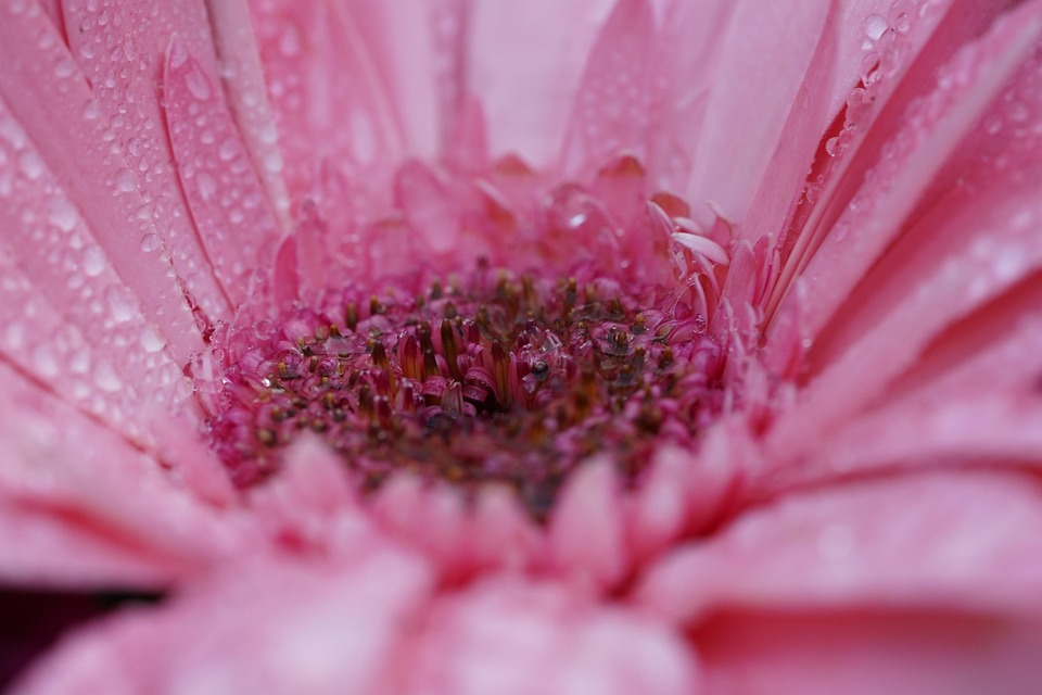 flower-5768092_960_720.jpg