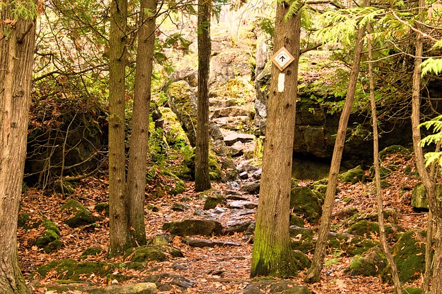 Free Forest Path photo and picture