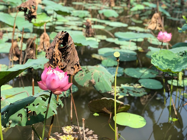 Free Pink Lotus Zen photo and picture