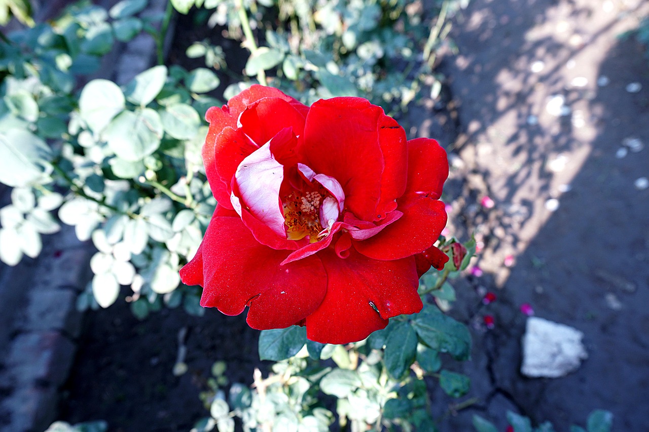 ROSA