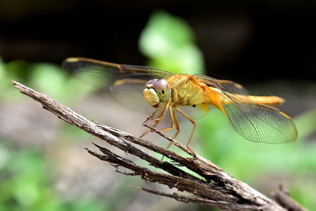 Free Dragonfly Insect photo and picture