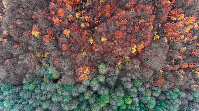 Wald, Herbst, Natur, Landschaft, Bunt