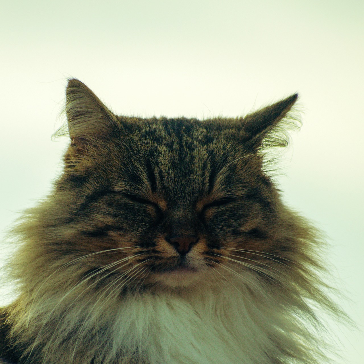 Images Gratuites : la nature, animal de compagnie, portrait, chaton