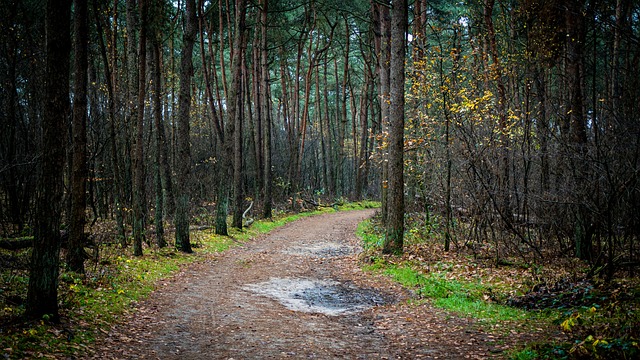 Wald, Pfad, Bäume, Laub, Herbst