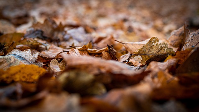 Blätter, Laub, Weg, Waldweg, Natur