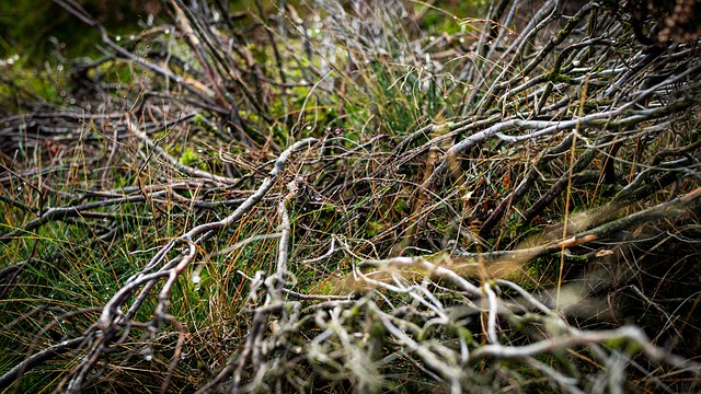 Herbst, Naturtapete, Herbstfarben