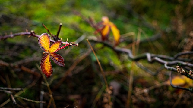 Blatt, Hintergrundbild 4K