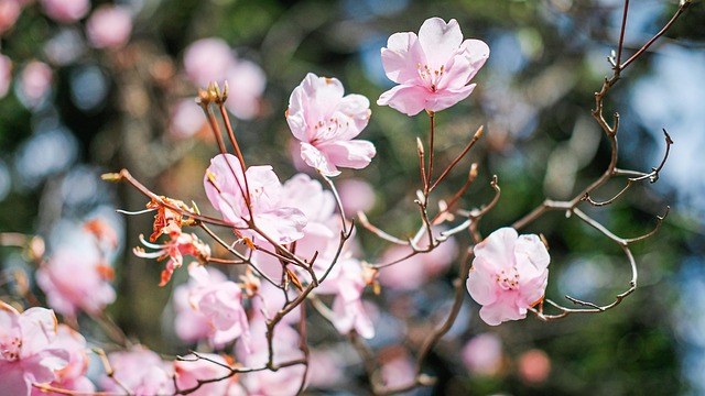 Free Cherry Blossom Flowers photo and picture
