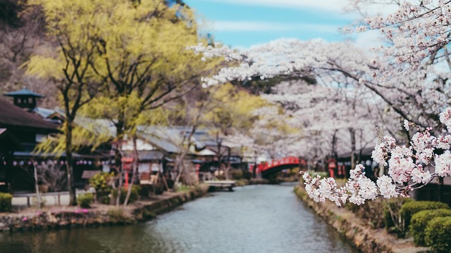Free Japan Sakura photo and picture