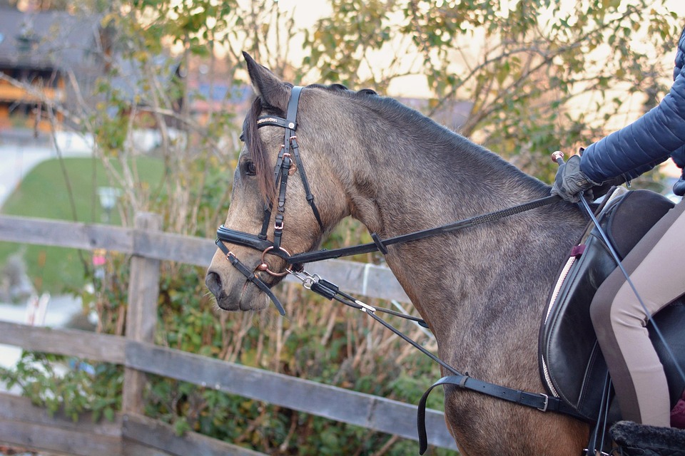 Selles classiques/anglaises pour chevaux américains