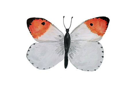Free Butterfly Watercolor illustration and picture