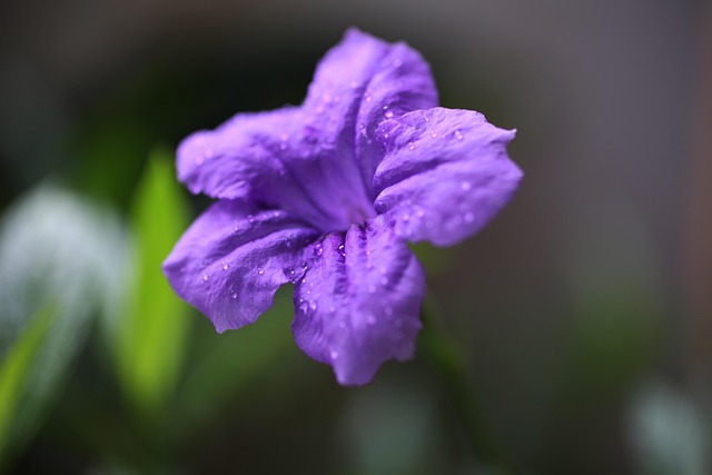 Free Flower Petals photo and picture