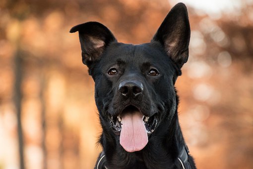 Câine, Animal, Canin, Animal De Companie