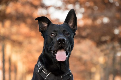 Câine, Canin, Animal, Animal De Companie