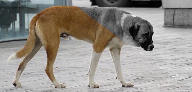 Free Dog Zoo photo and picture