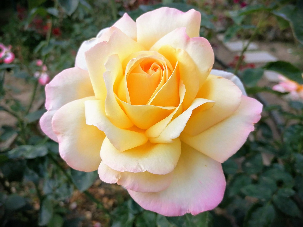 La Nature Jardin De Fleurs - Photo gratuite sur Pixabay - Pixabay