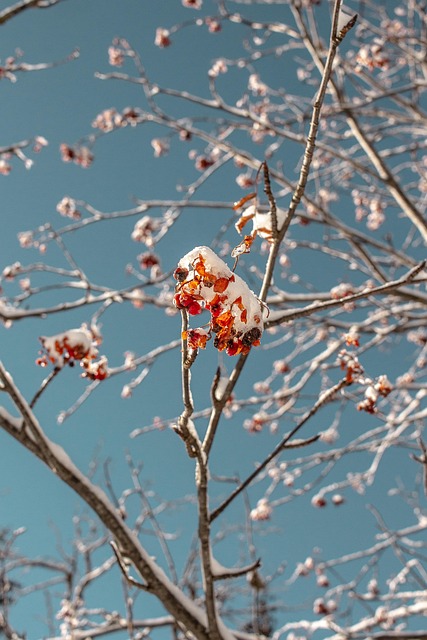 Free Tree Flower photo and picture
