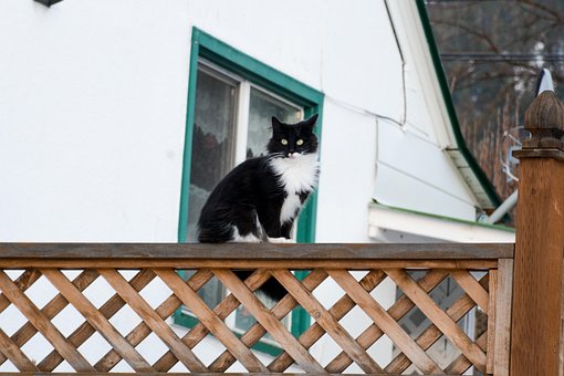 Kat, Sort Og Hvid, Kitty, Kæledyr, Dyr