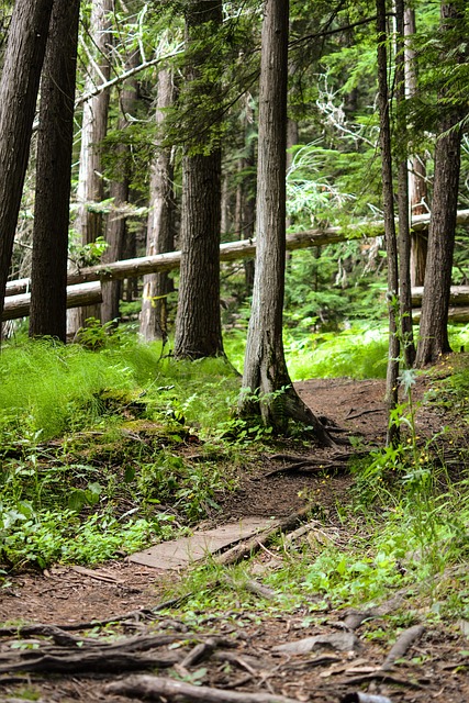 Træer, Skov, Magi, Natur, Sti, Mystisk