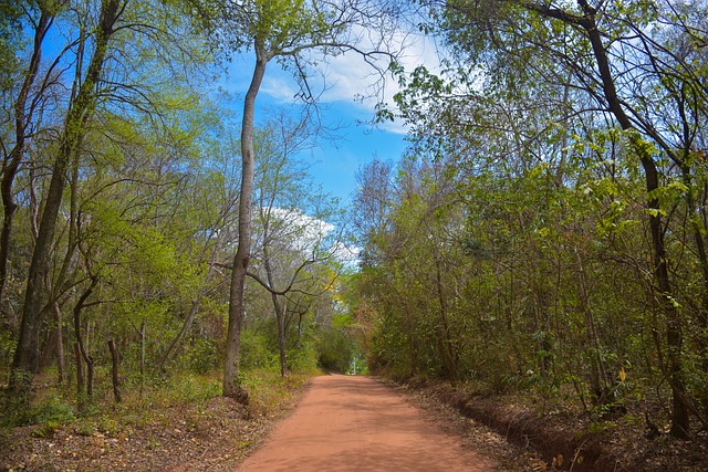Free Path Forest photo and picture