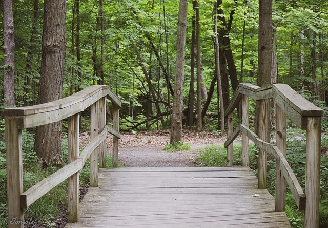 Caminho, Ponte, Natureza, Floresta