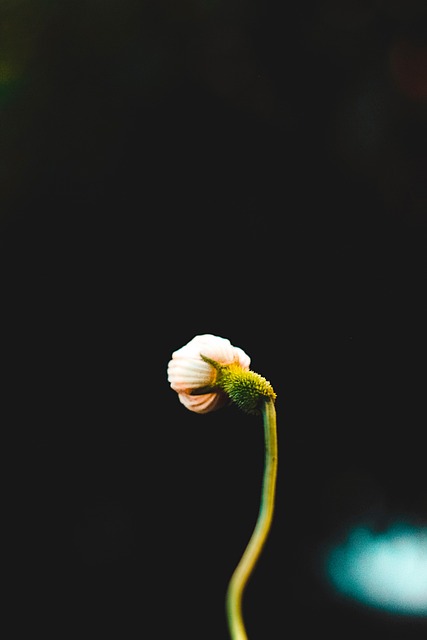 Free Flower Bud photo and picture
