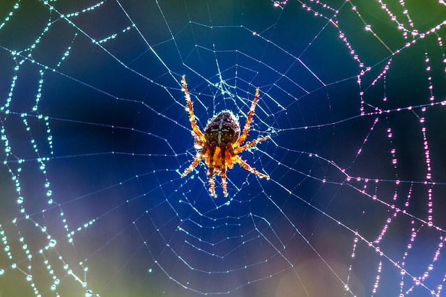 Free Angulate Orbweaver Web photo and picture