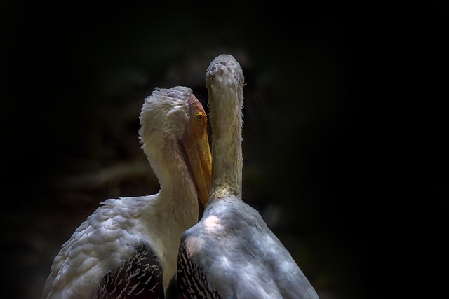 Free Storks Birds photo and picture