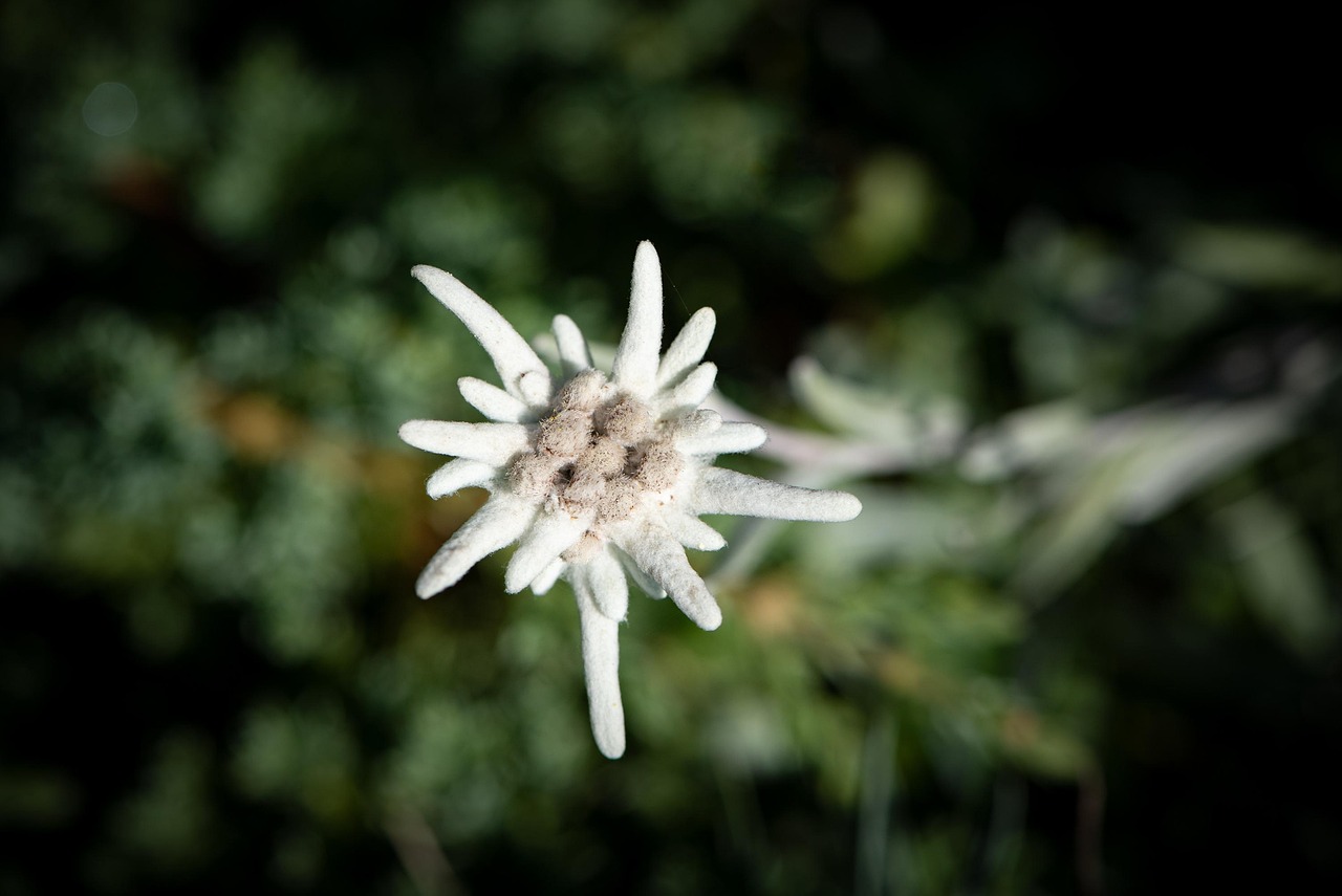 100+ kostenlose Edelweiss und EdelweißBilder Pixabay