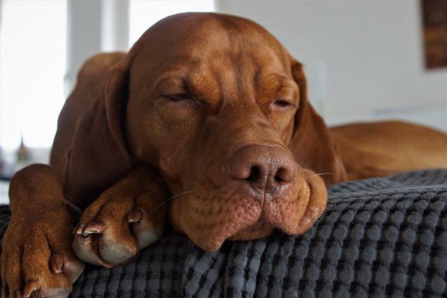 Free Domestic Animal Dog photo and picture
