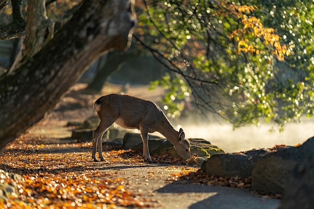 Sika deer, nara park, nature and deer — photo by Kanenori