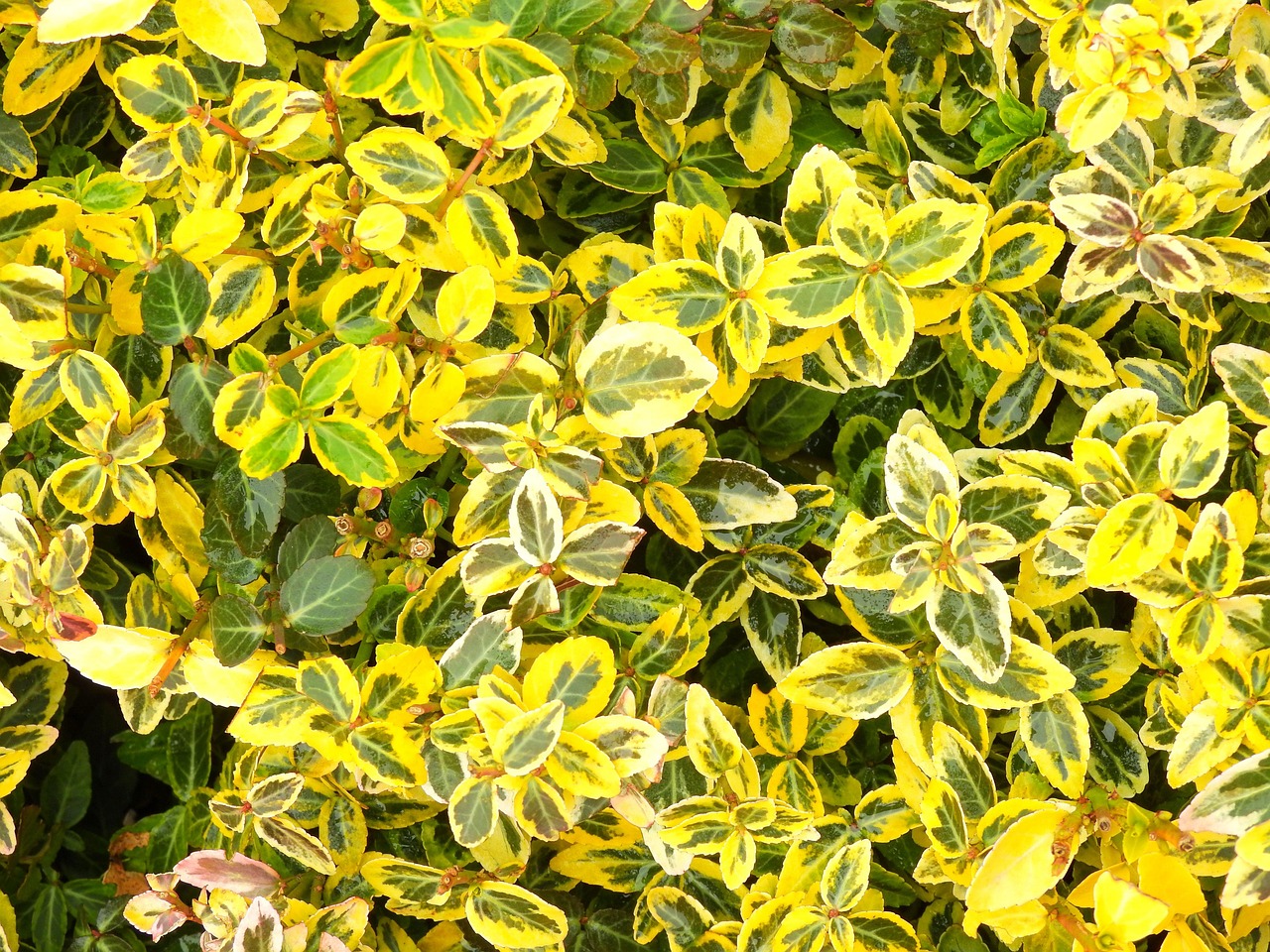 灌木 树叶 植物 - Pixabay上的免费照片 - Pixabay