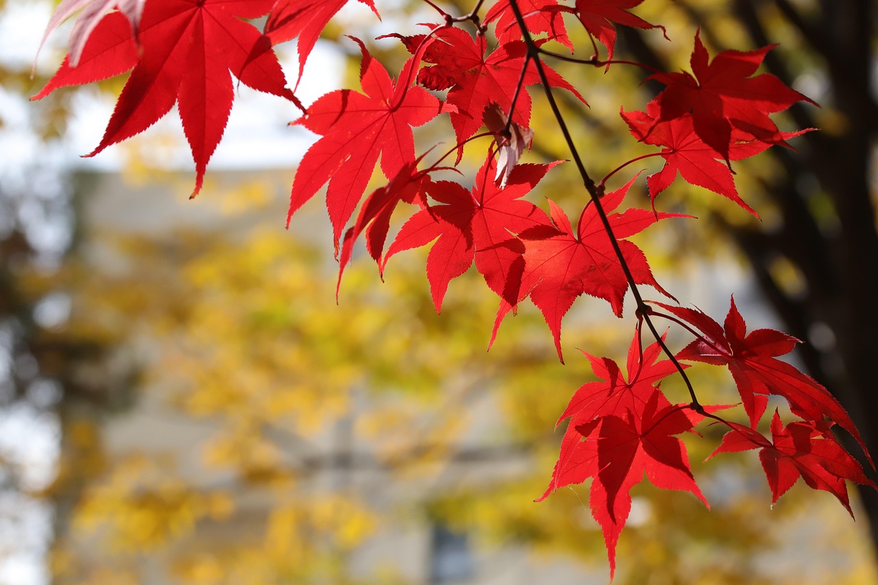 단풍 나뭇잎 지점 - Pixabay의 무료 사진 - Pixabay