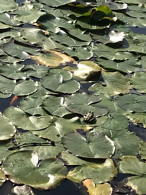 La Grenouille Lillypad L'Eau - Photo gratuite sur Pixabay - Pixabay