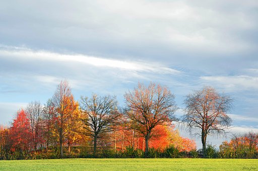 Free Fall Trees photo and picture