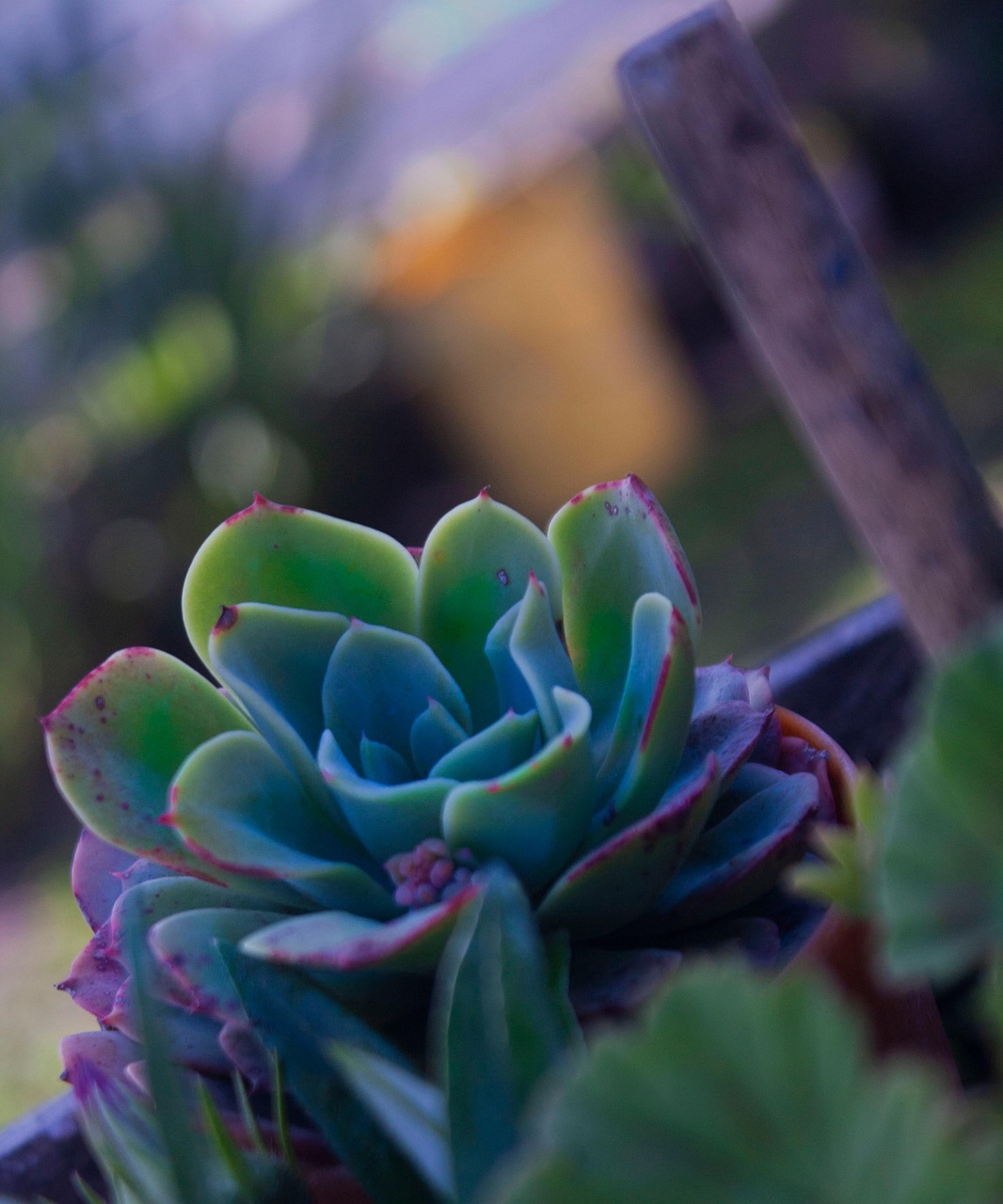 Plantes Nature Photo Gratuite Sur Pixabay Pixabay plantes-nature-photo-gratuite-sur-pixabay-pixabay