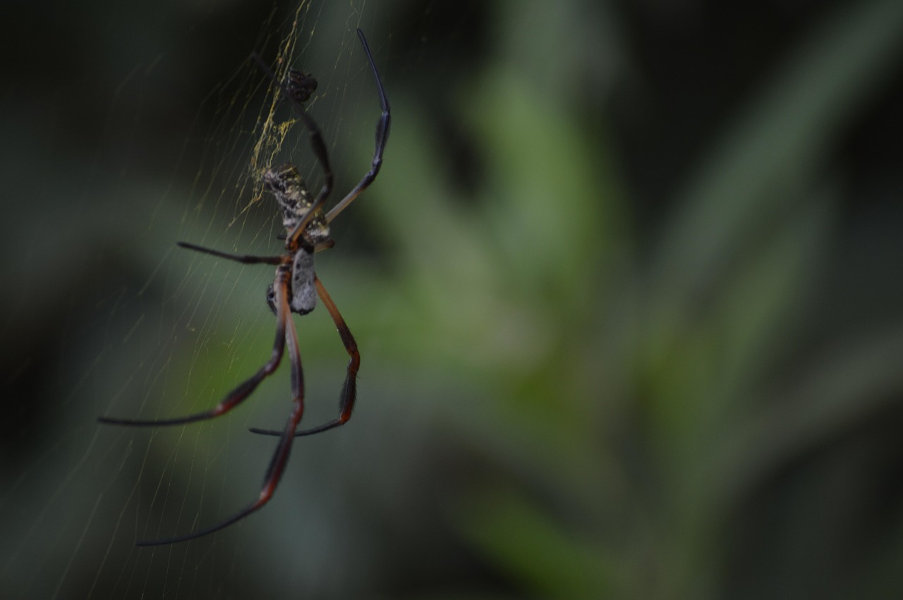 Hola Araña Naturaleza - Foto gratis en Pixabay - Pixabay