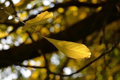 Free Autumn Tree photo and picture
