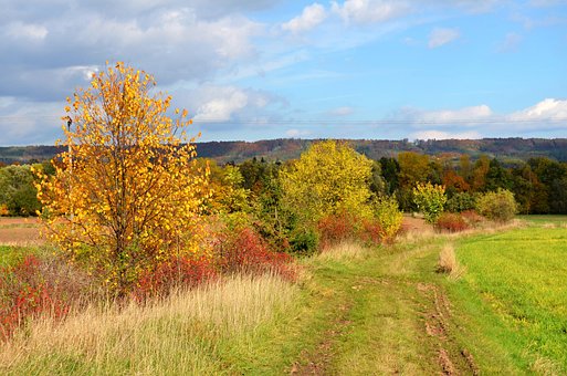 Free Autumn Path photo and picture