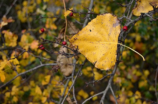 Free Autumn Leaf photo and picture