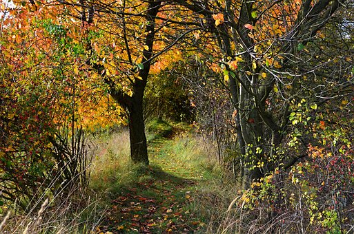 Free Autumn Forest photo and picture